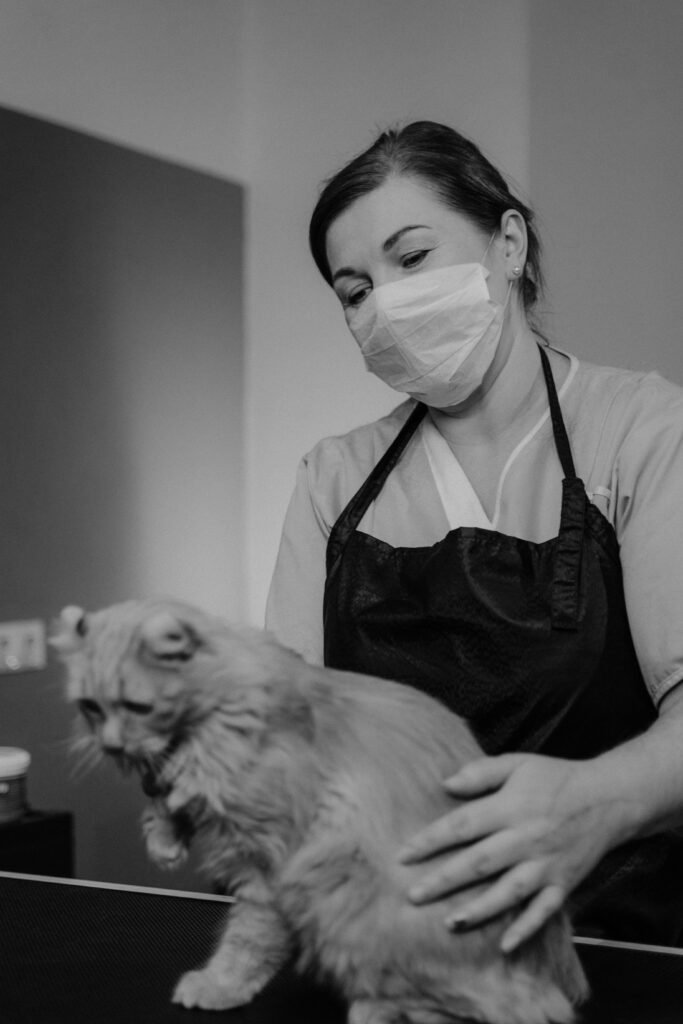 Veterinarian examining a cat for zoonotic infections related to climate change and infectious diseases.